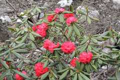 Rhododendron barbatum